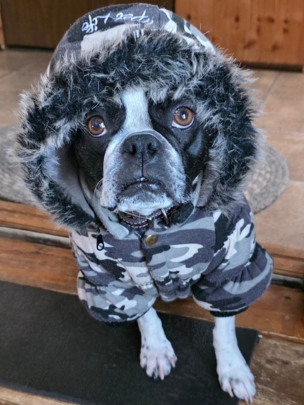 Petlife Dog Ski Parka Jacket Large #DGC10